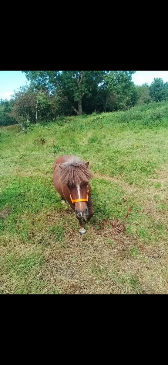 Mare and male miniature horses - Image 2