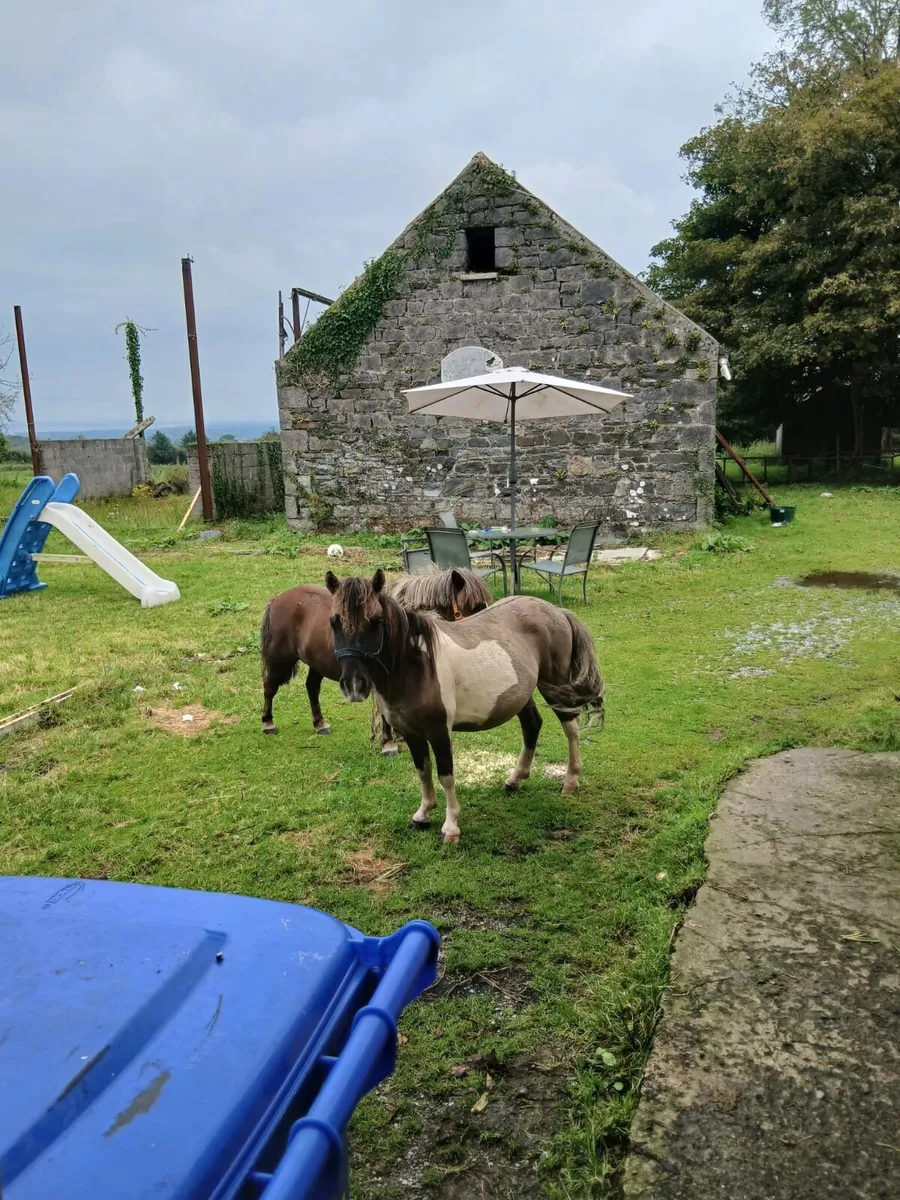 Mare and male miniature horses - Image 4