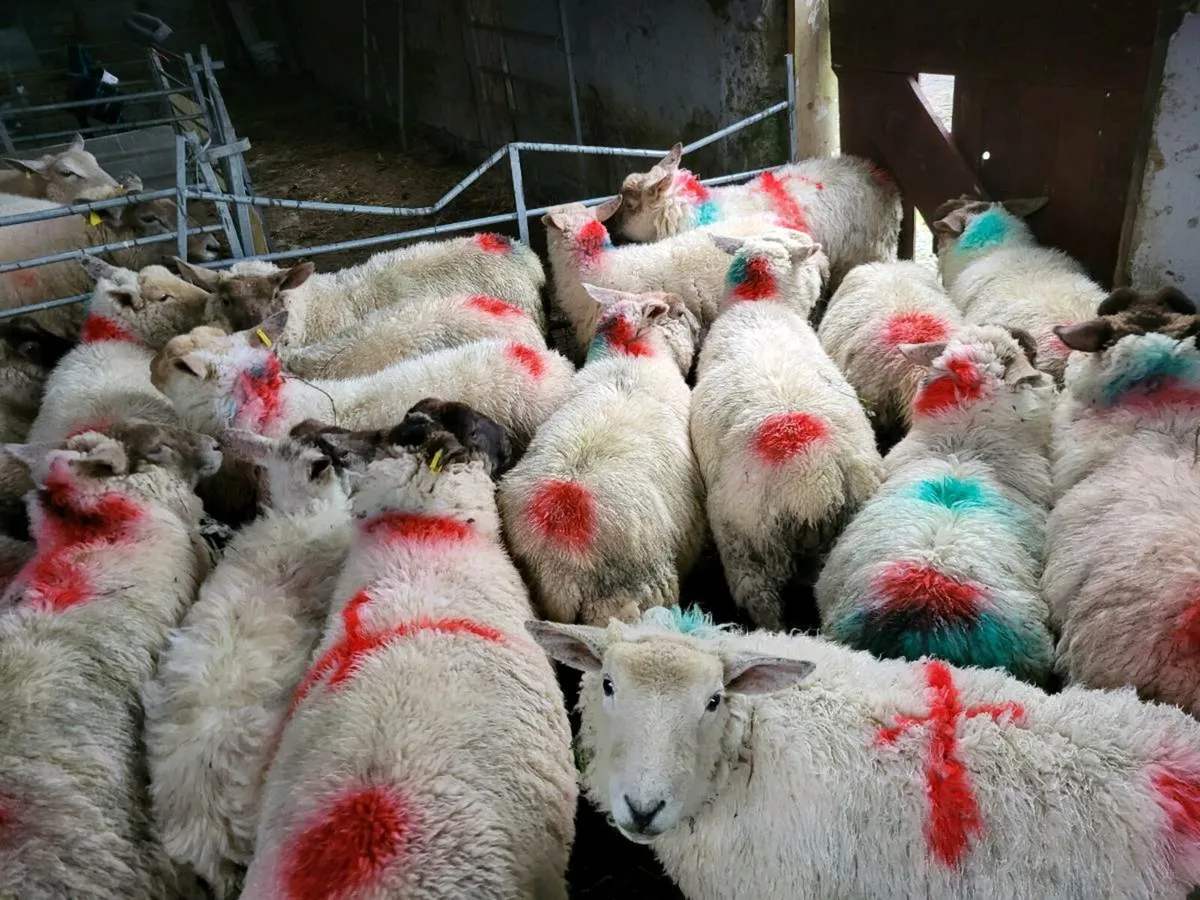 Store Lambs - Image 1