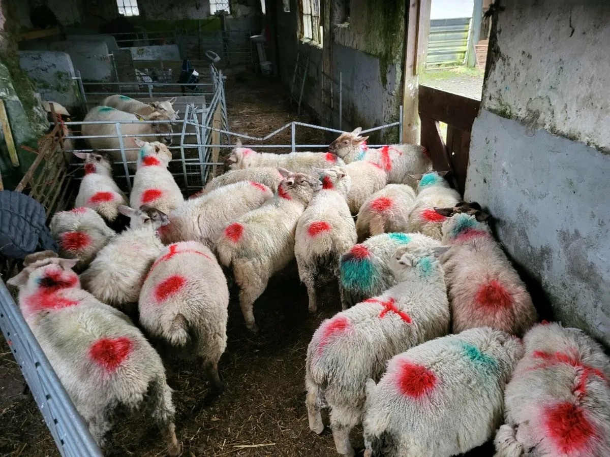 Store Lambs - Image 2