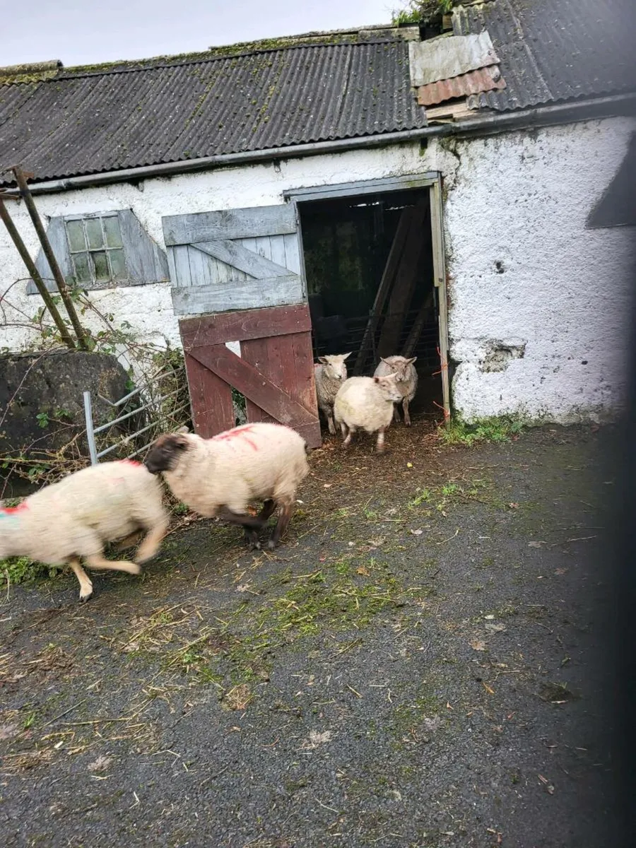 Store Lambs - Image 4