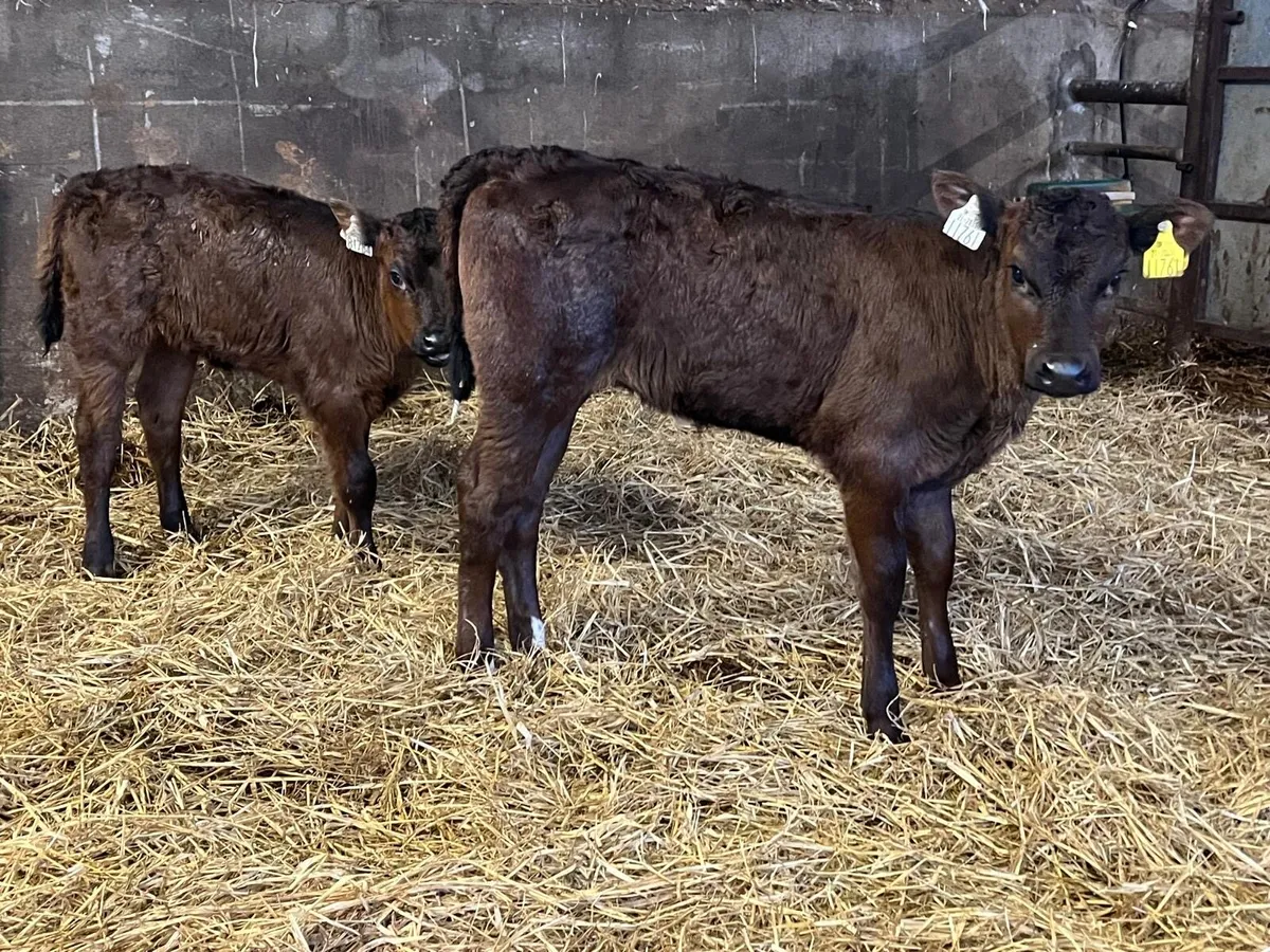 2 super limosin heifer calf’s - Image 1