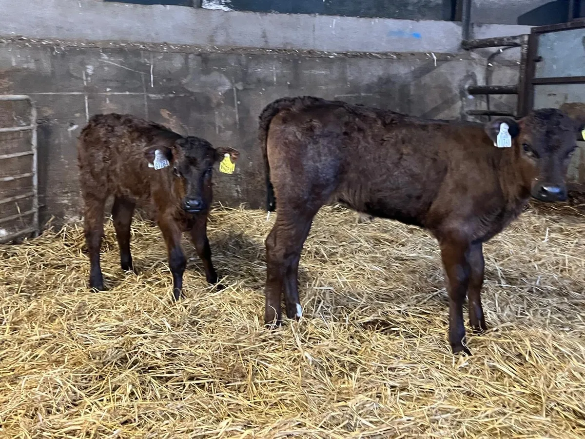 2 super limosin heifer calf’s - Image 4