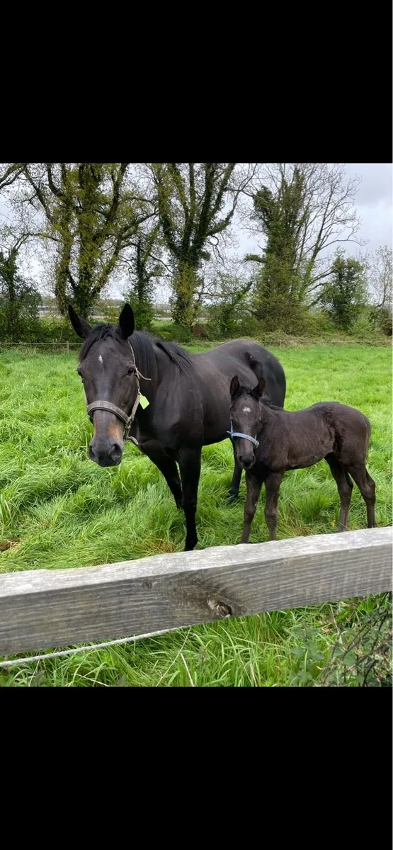 90+ rated flat broodmare - Image 2