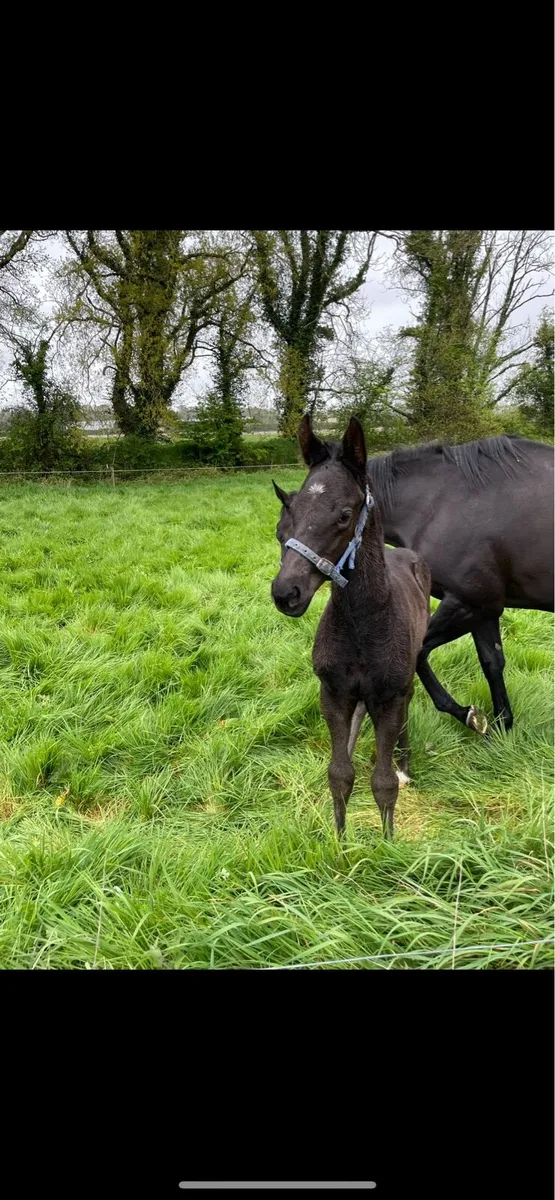 90+ rated flat broodmare - Image 3