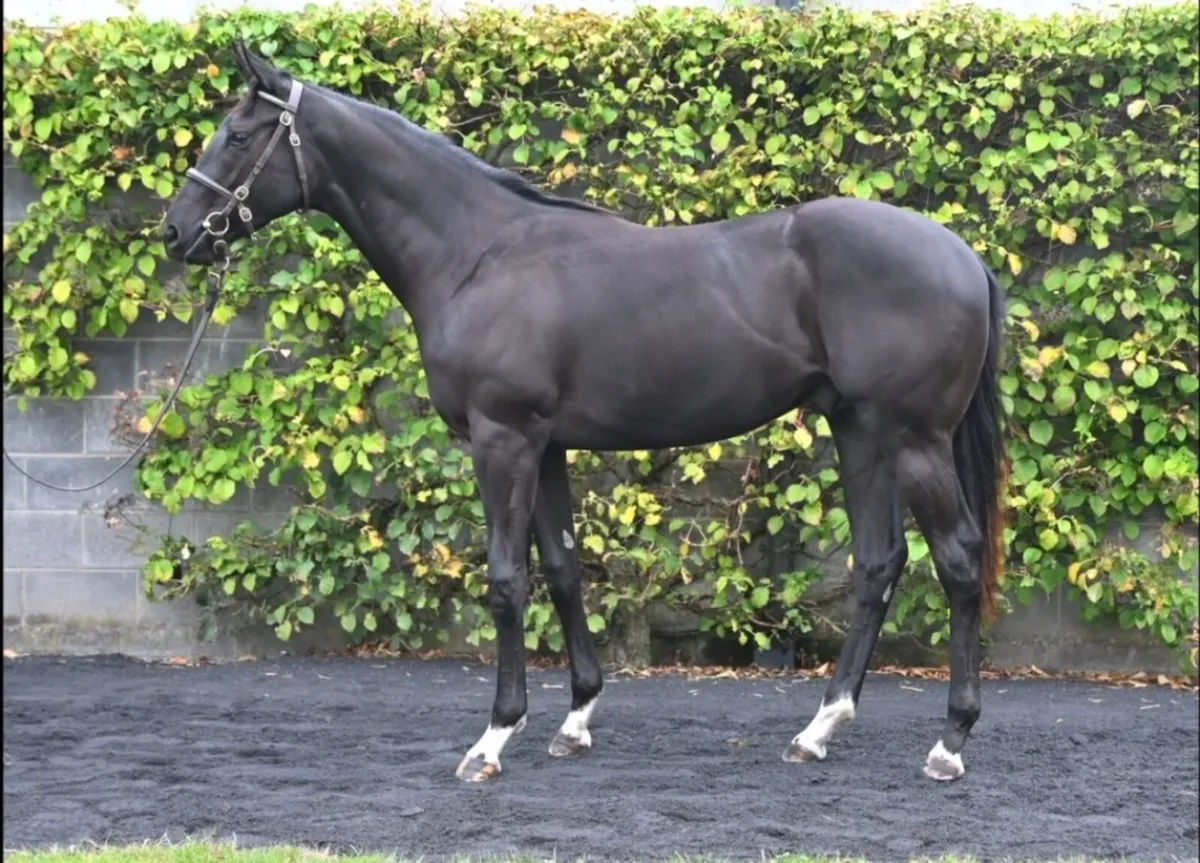 90+ rated flat broodmare - Image 4