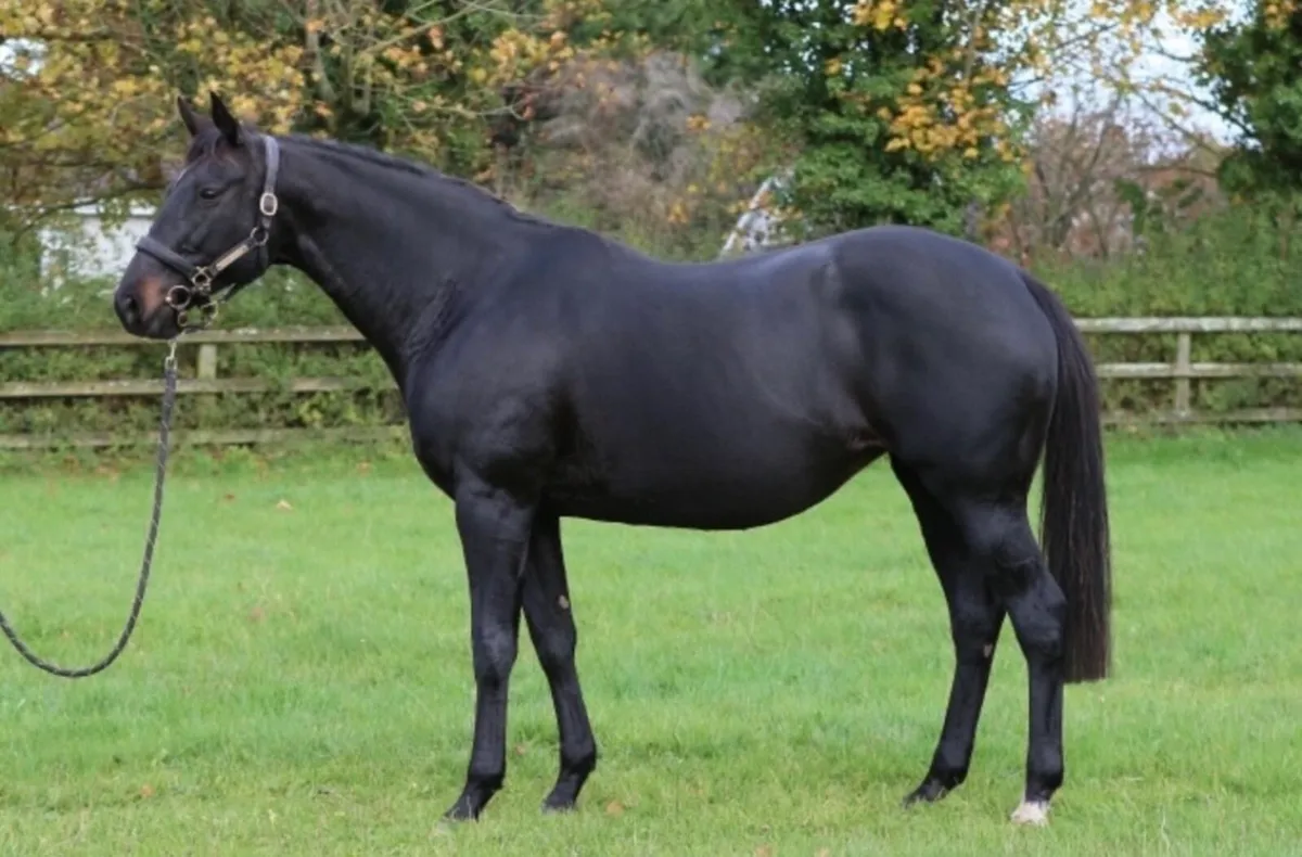 90+ rated flat broodmare - Image 1