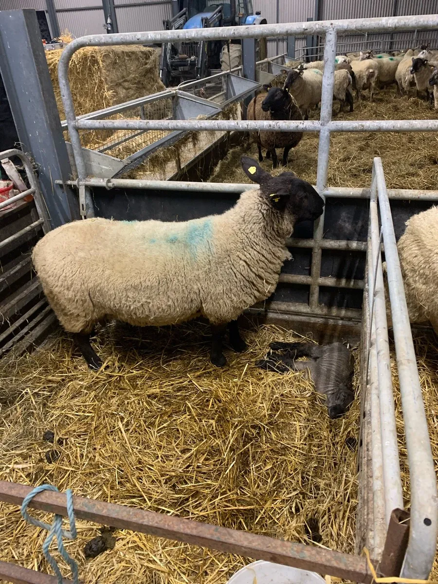 Foster ewe - Image 1