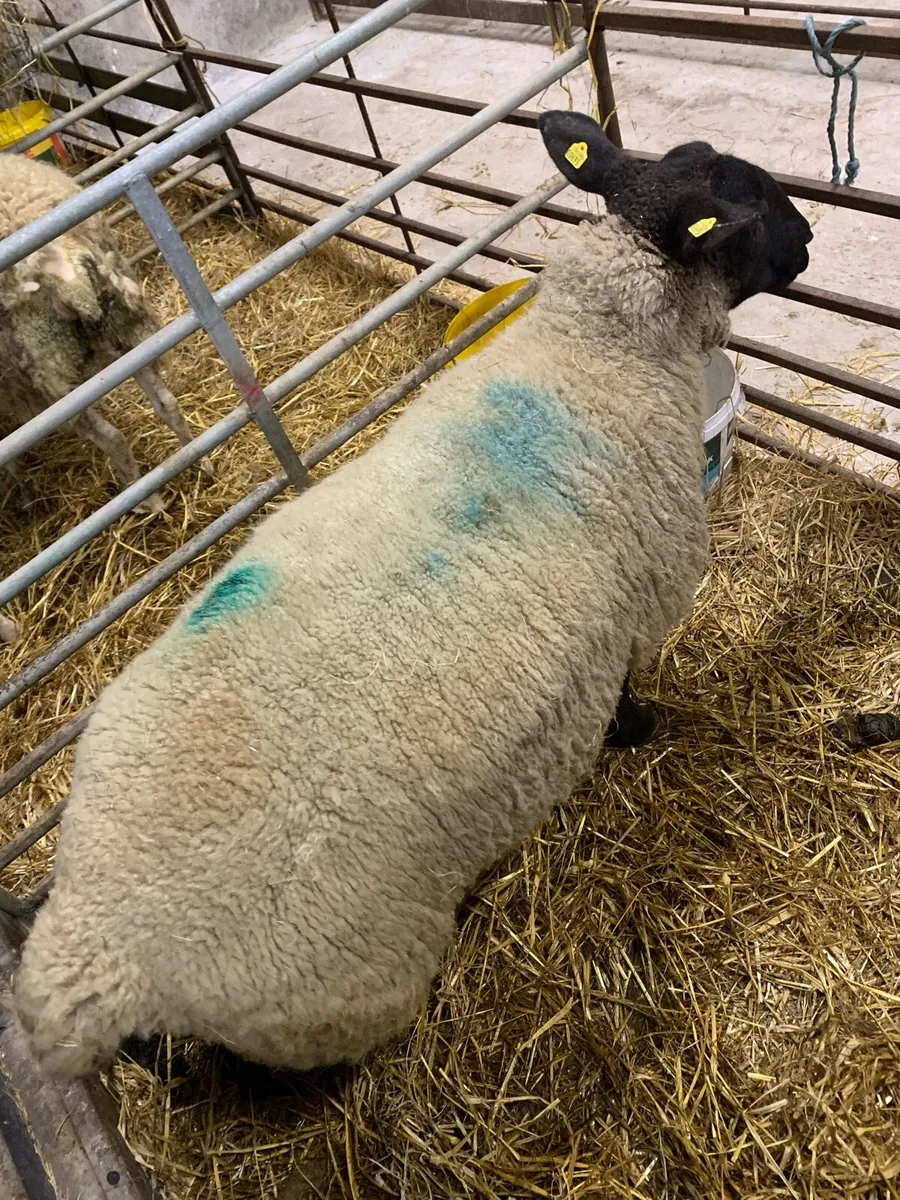 Foster ewe - Image 2