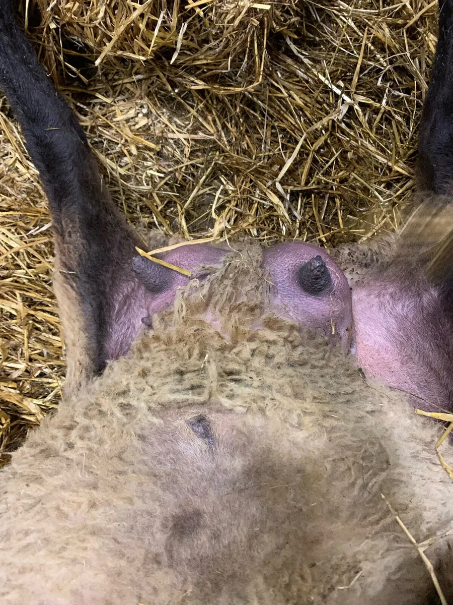 Foster ewe - Image 3