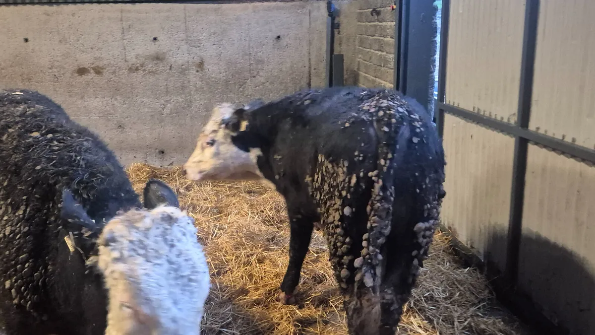 15 Quality Hereford & Angus bullocks - Image 4