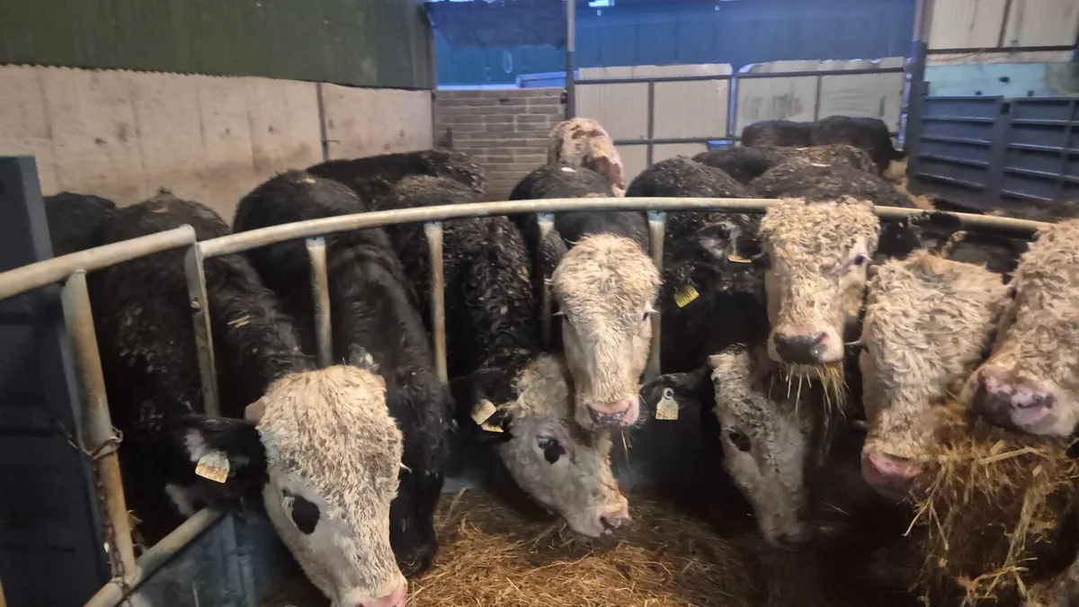 15 Quality Hereford & Angus bullocks - Image 1