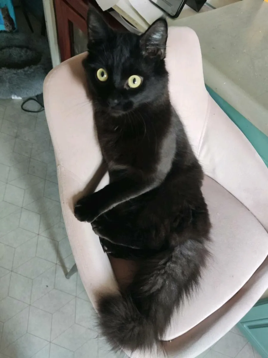 Kitten for sell - Image 1