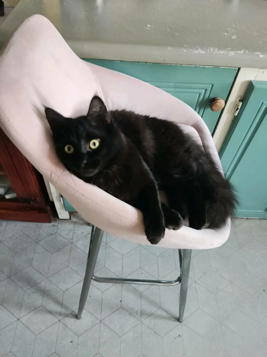 Kitten for sell - Image 2