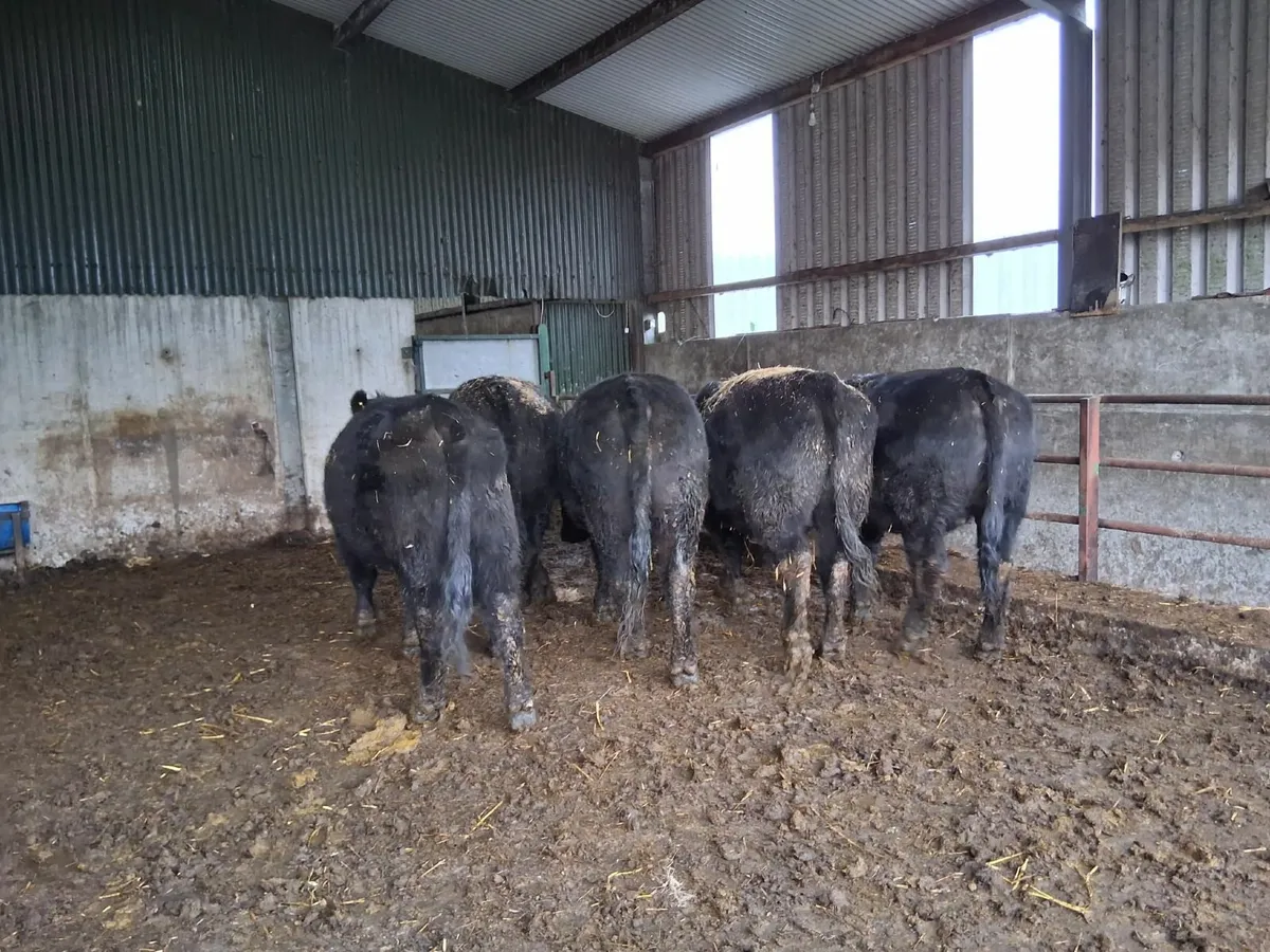 Organic Cattle - Image 1