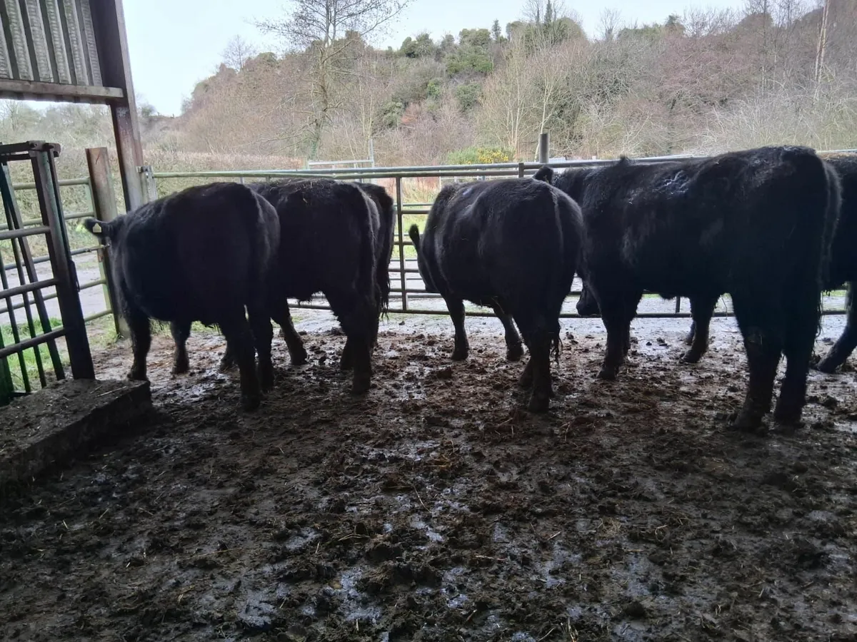 Organic Cattle - Image 2