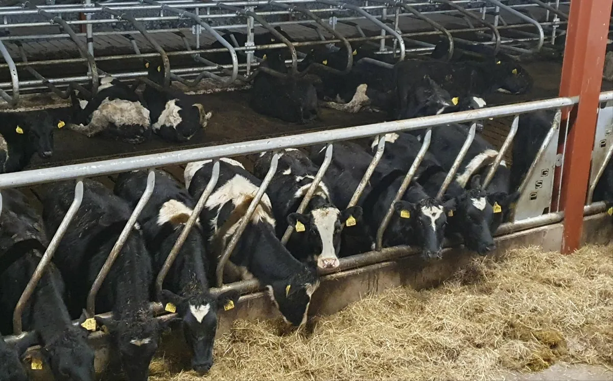 Contract rearing dairy stock - Image 2