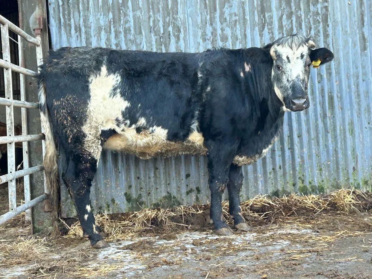 Super blue incalf heifer - Image 1