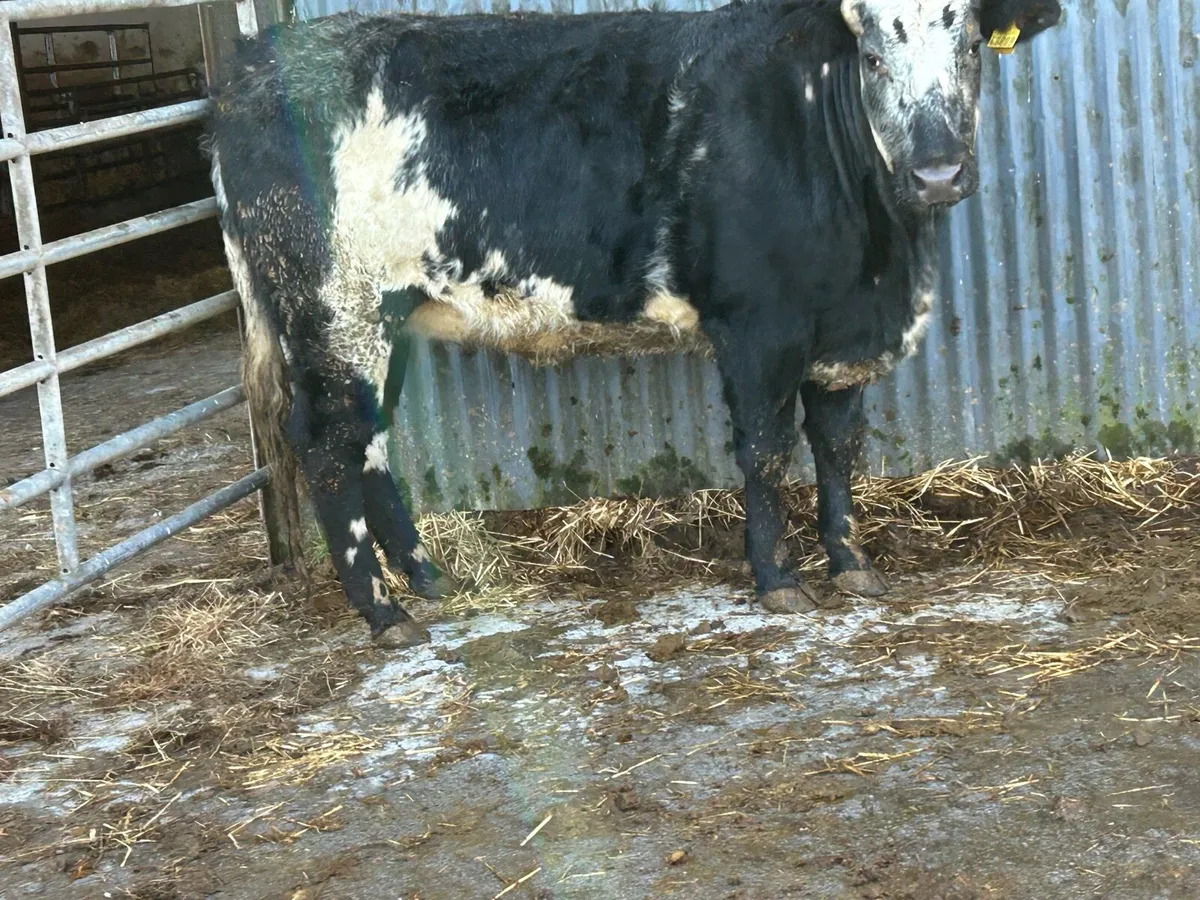 Super blue incalf heifer - Image 2