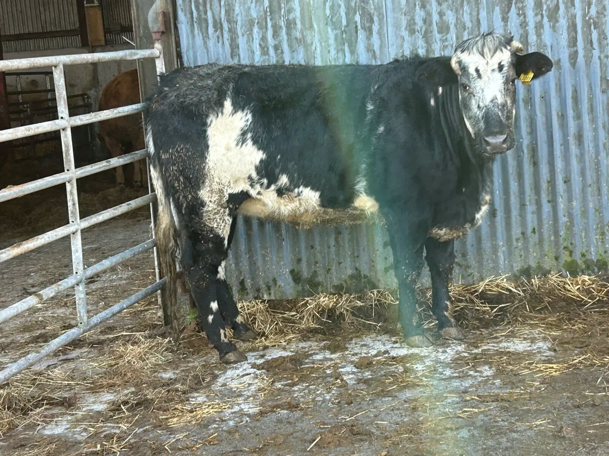 Super blue incalf heifer - Image 3