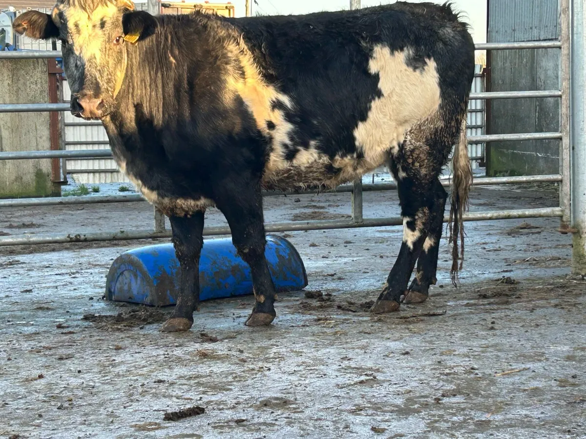 Super blue incalf heifer - Image 4