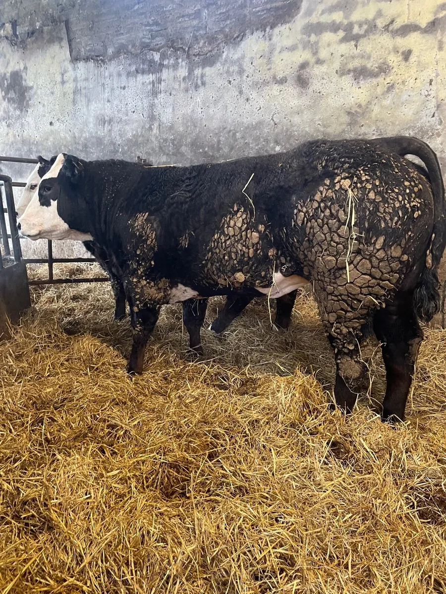 Breeding Heifers Roscrea 9th - Image 4