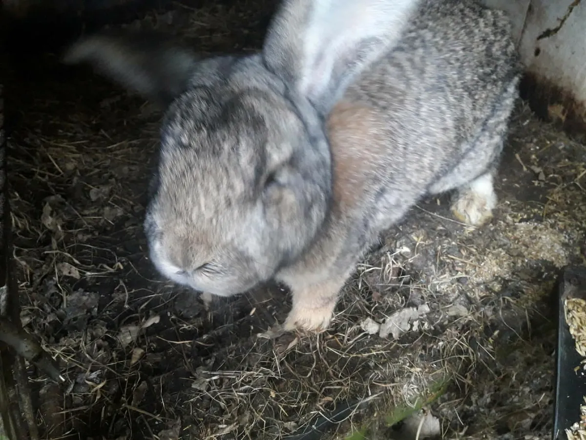 Belgian rabits - Image 1