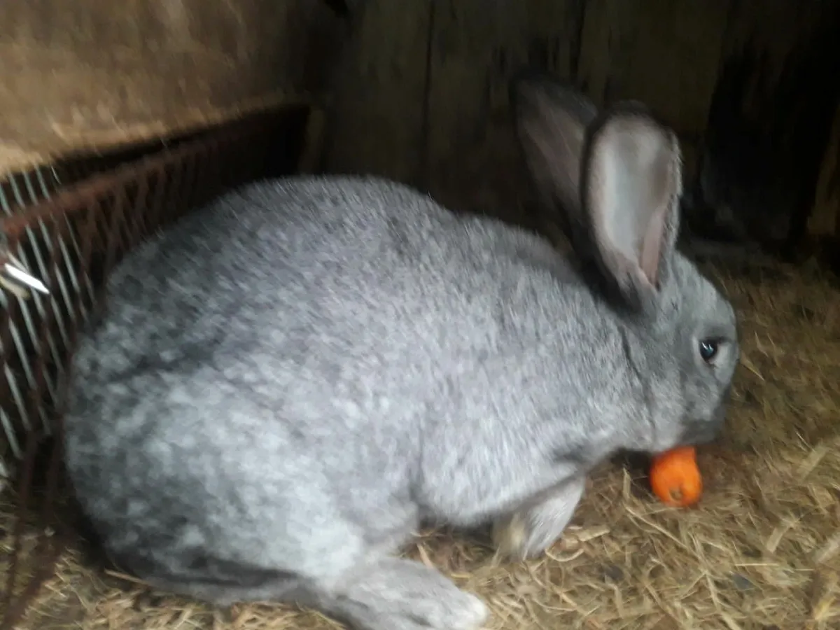 Belgian rabits - Image 2