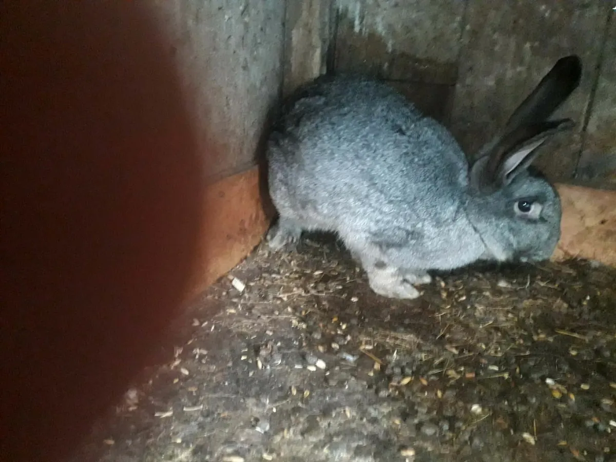 Belgian rabits - Image 3