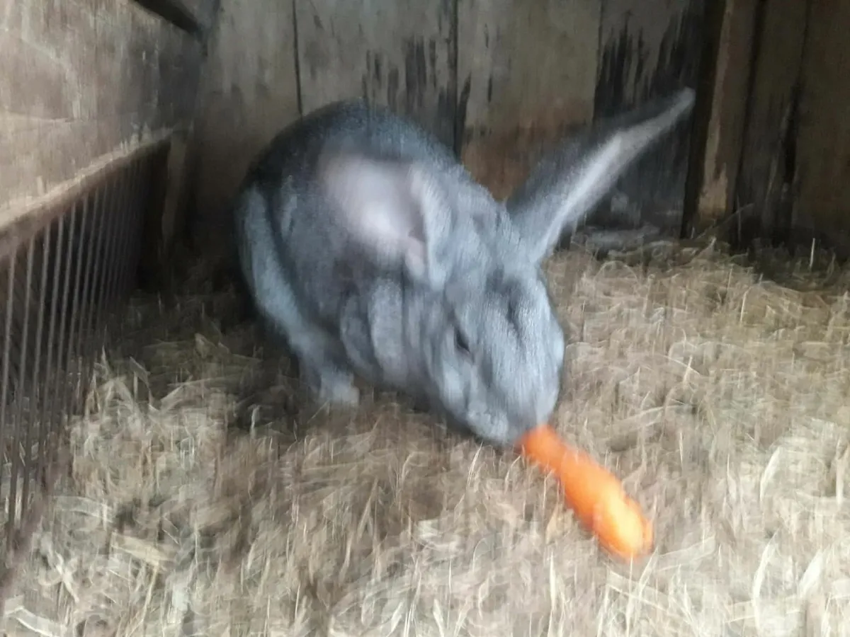 Belgian rabits - Image 4