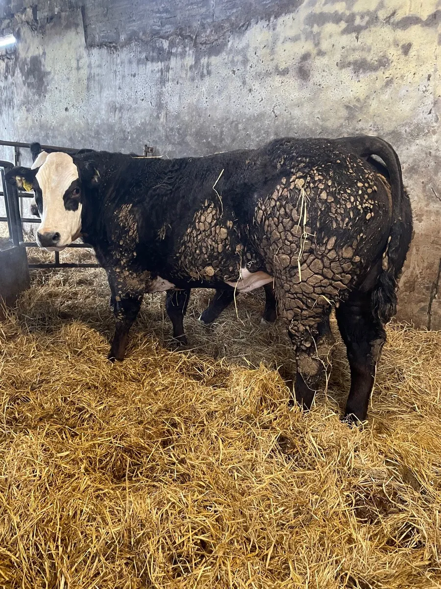 Breeding Heifers Roscrea 9th - Image 1