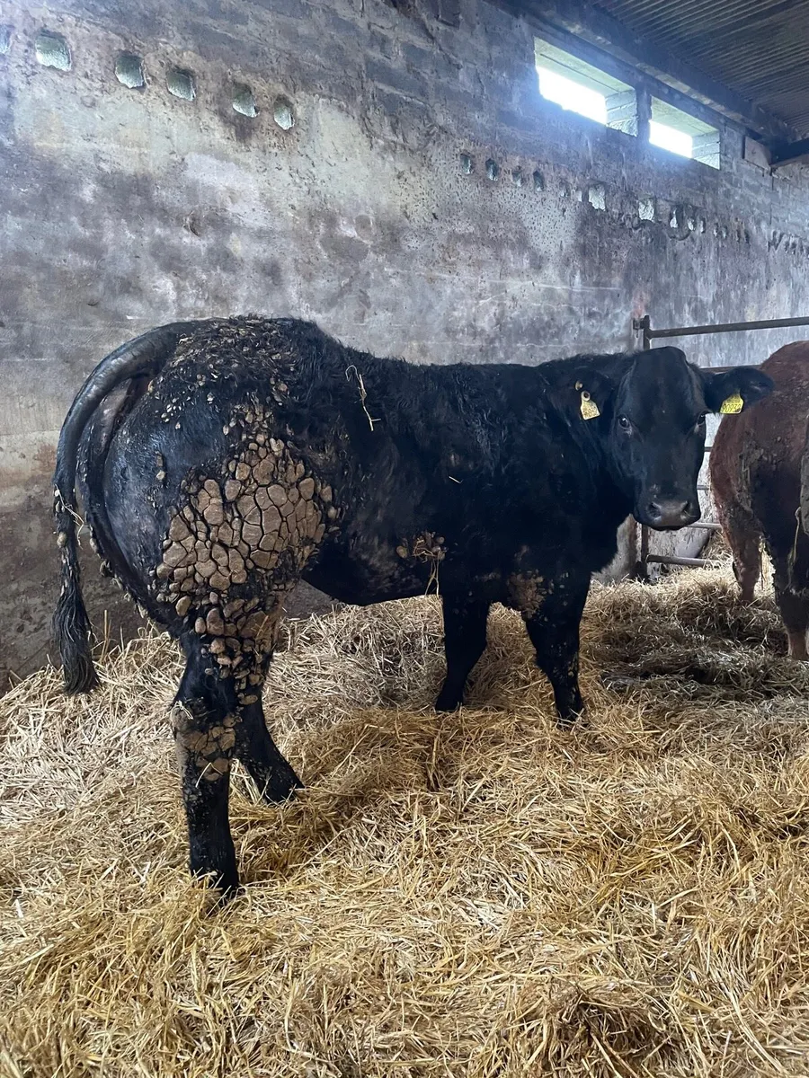 Breeding Heifers Roscrea 9th - Image 2