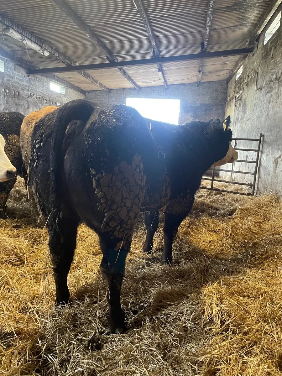 Breeding Heifers Roscrea 9th - Image 3