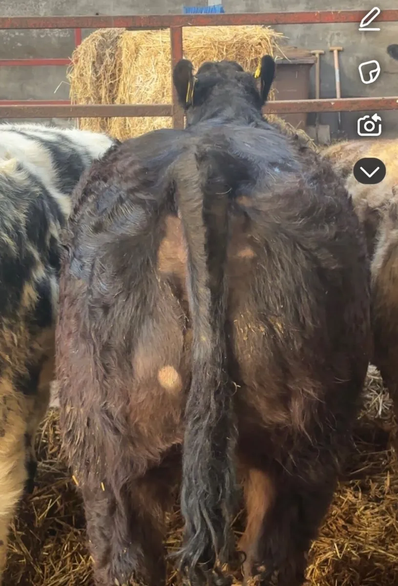 2 super calf’s out of blue Lim cows - Image 2