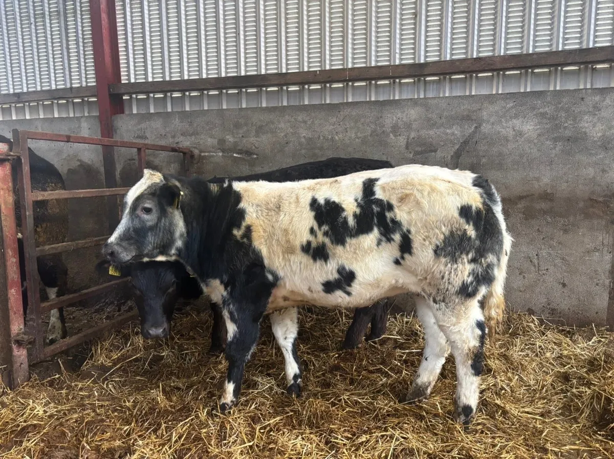 2 super calf’s out of blue Lim cows - Image 1