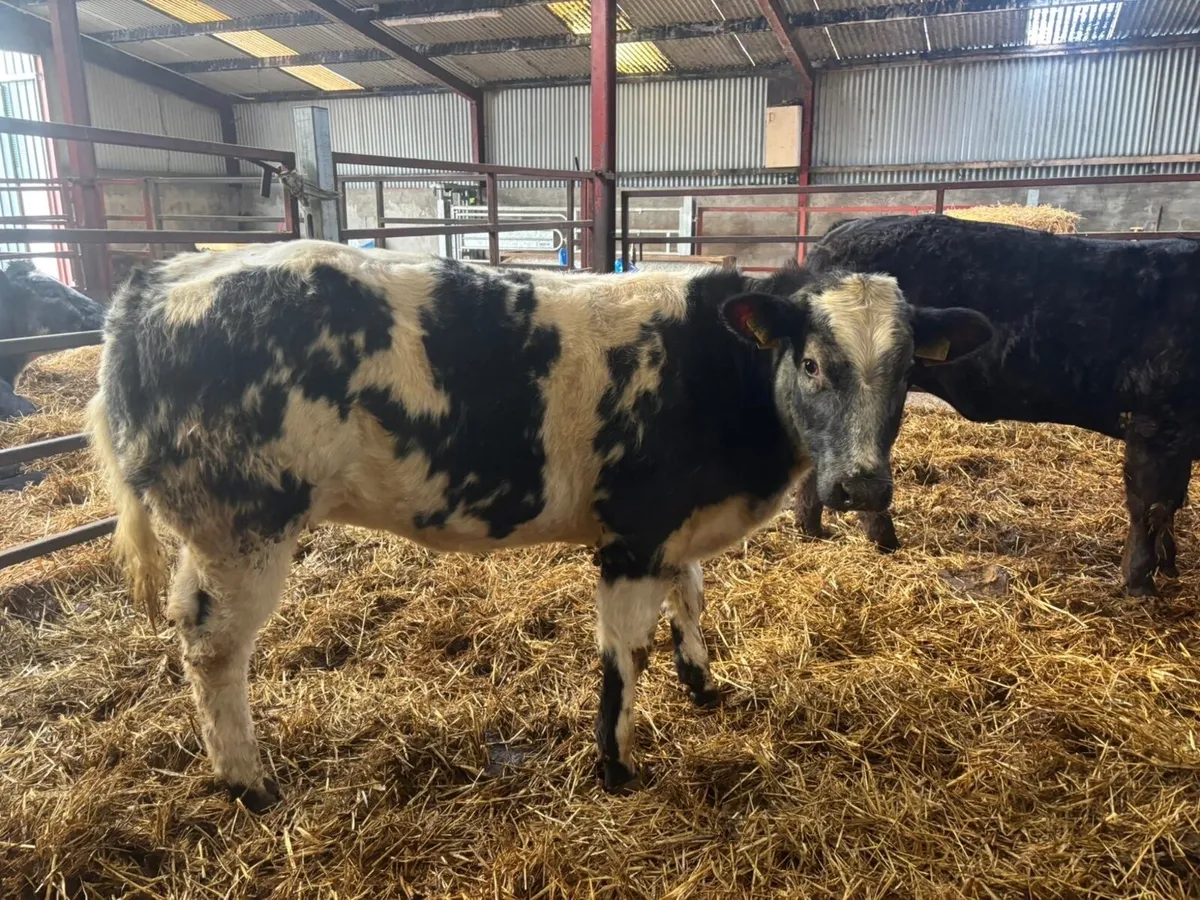 2 super calf’s out of blue Lim cows - Image 3