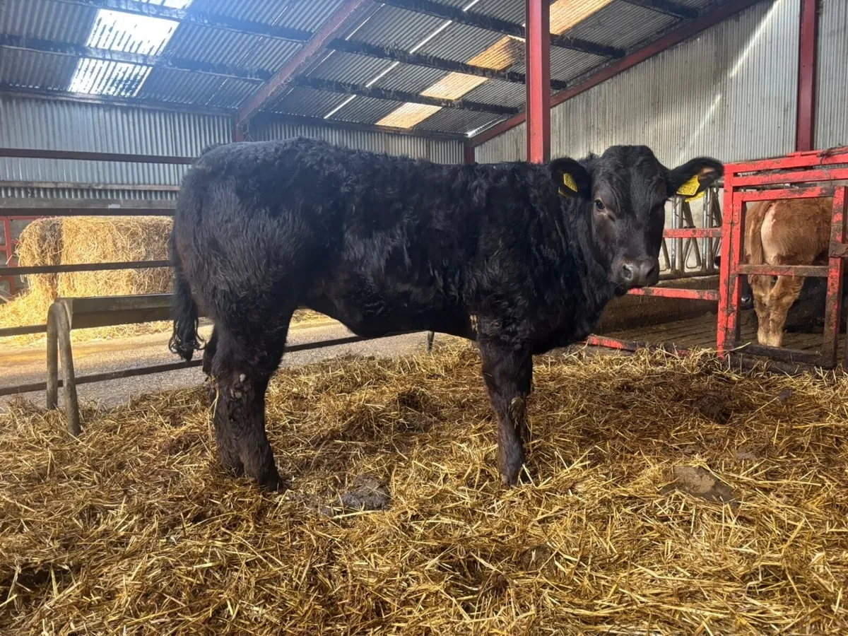 2 super calf’s out of blue Lim cows - Image 4