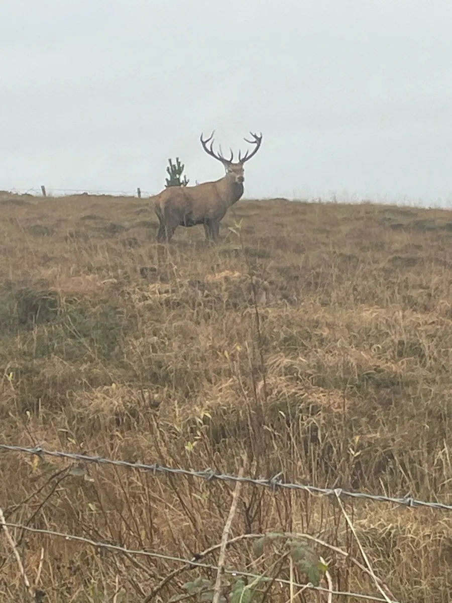 Deer Management / Hunting