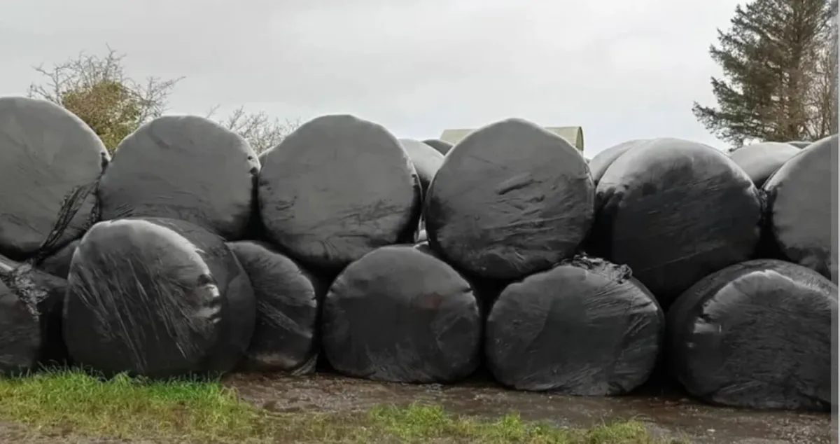 Silage bales - Image 2