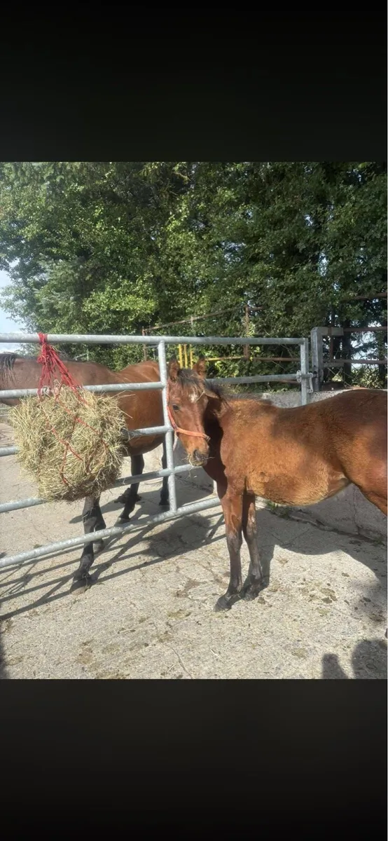 Stunning Colt foal - Image 1