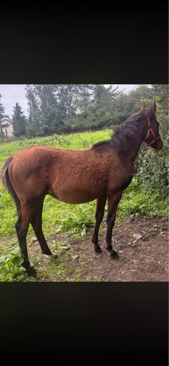 Stunning Colt foal - Image 3