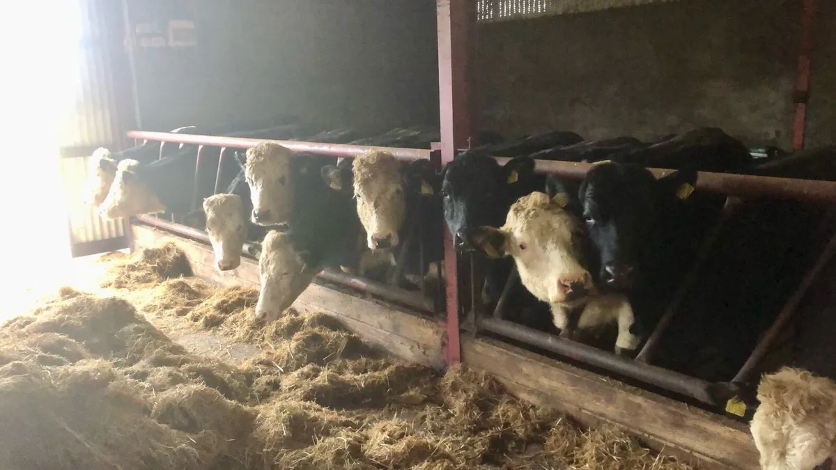 25 Hereford & Angus Heifers - Image 1