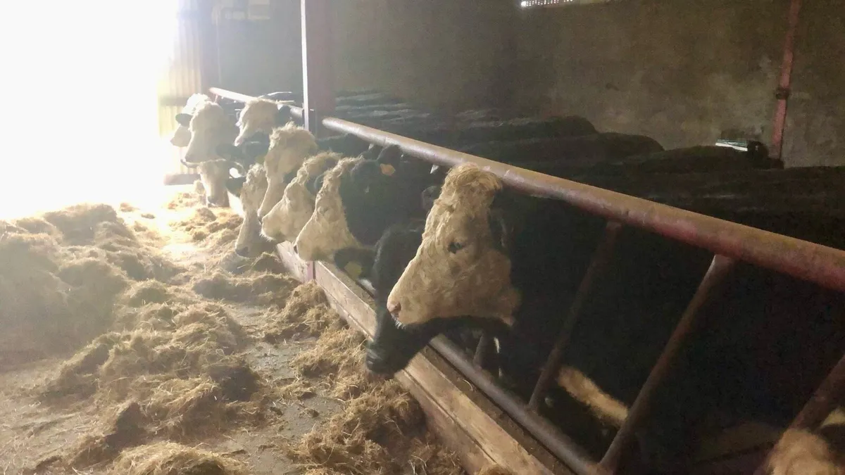 25 Hereford & Angus Heifers - Image 3