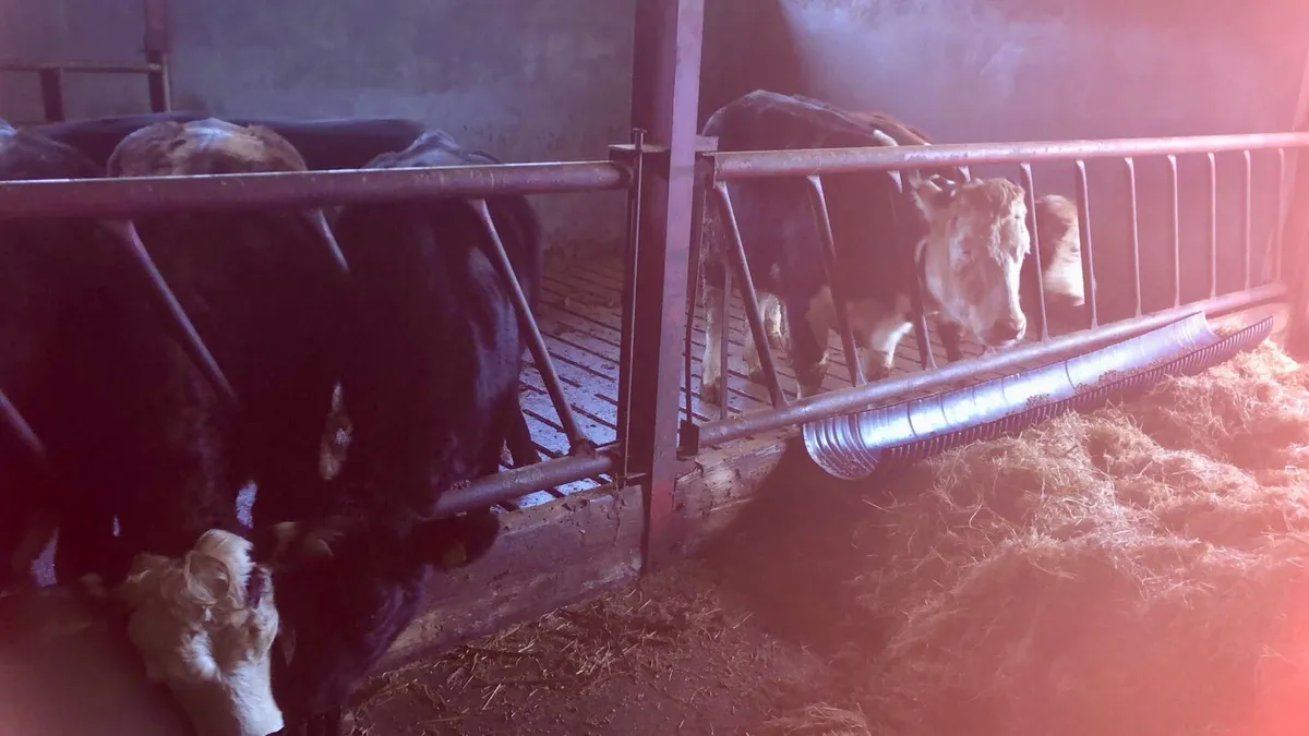 25 Hereford & Angus Heifers - Image 4