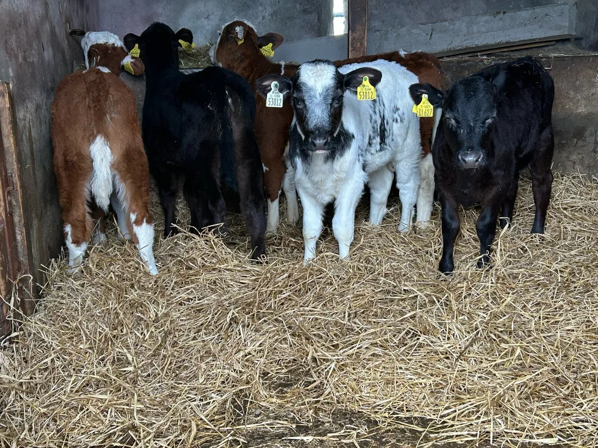 5 Once A Day Feeding Heifers - Image 2