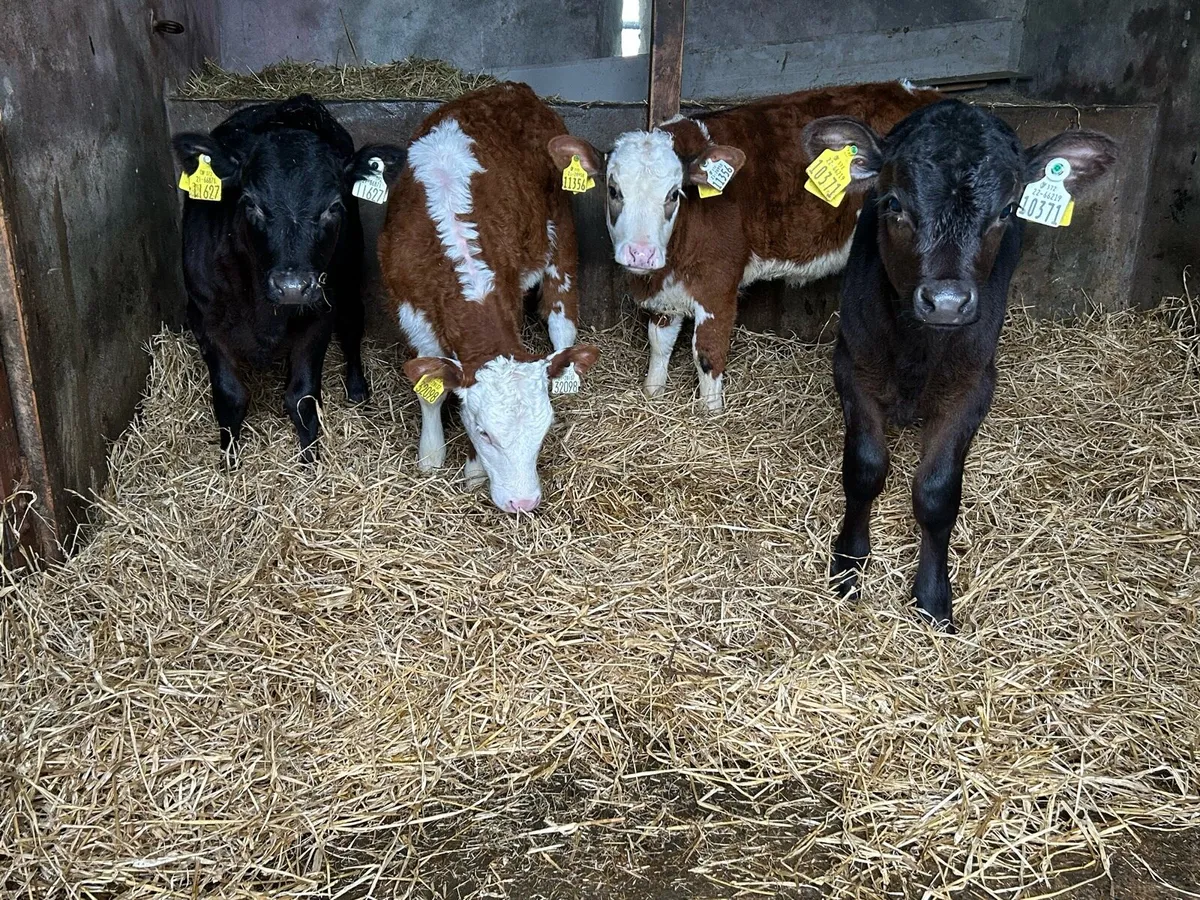 5 Once A Day Feeding Heifers - Image 3