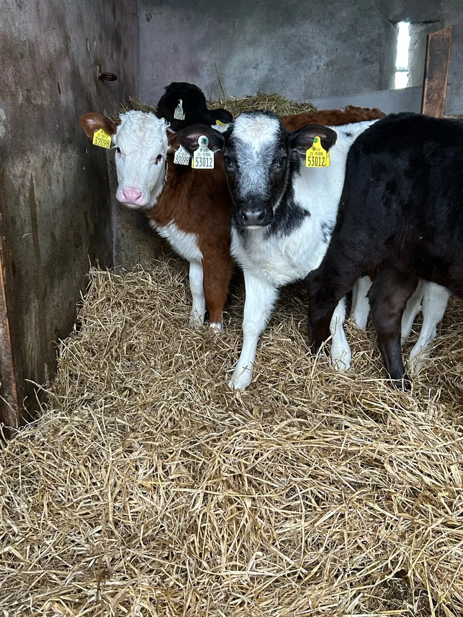 5 Once A Day Feeding Heifers - Image 4