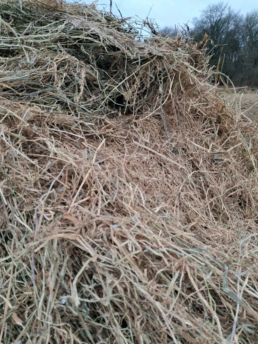 Good Haylage and silage - Image 1