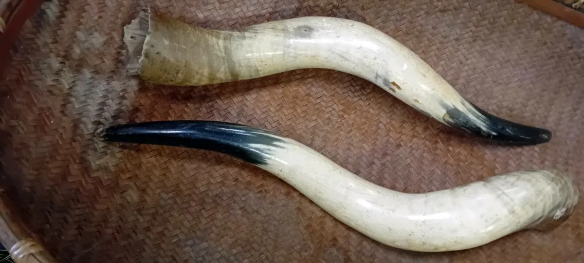Pair Of Texas Longhorn Cattle Horns - Image 1