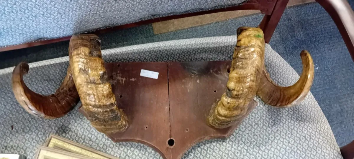 Vintage Taxidermy Rsms Horns - Image 1